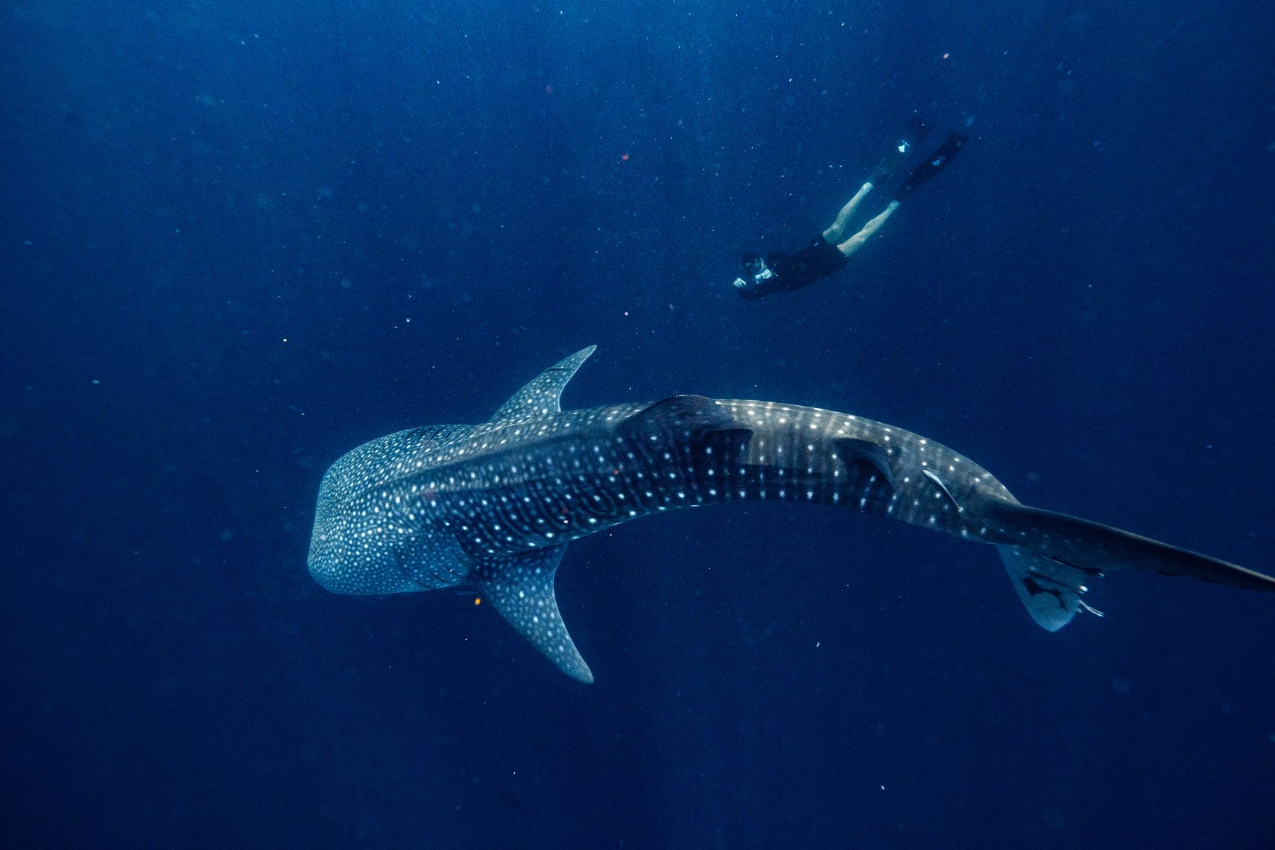Person diving along side a whale shark near Amanwana Moyo Island Indonesia