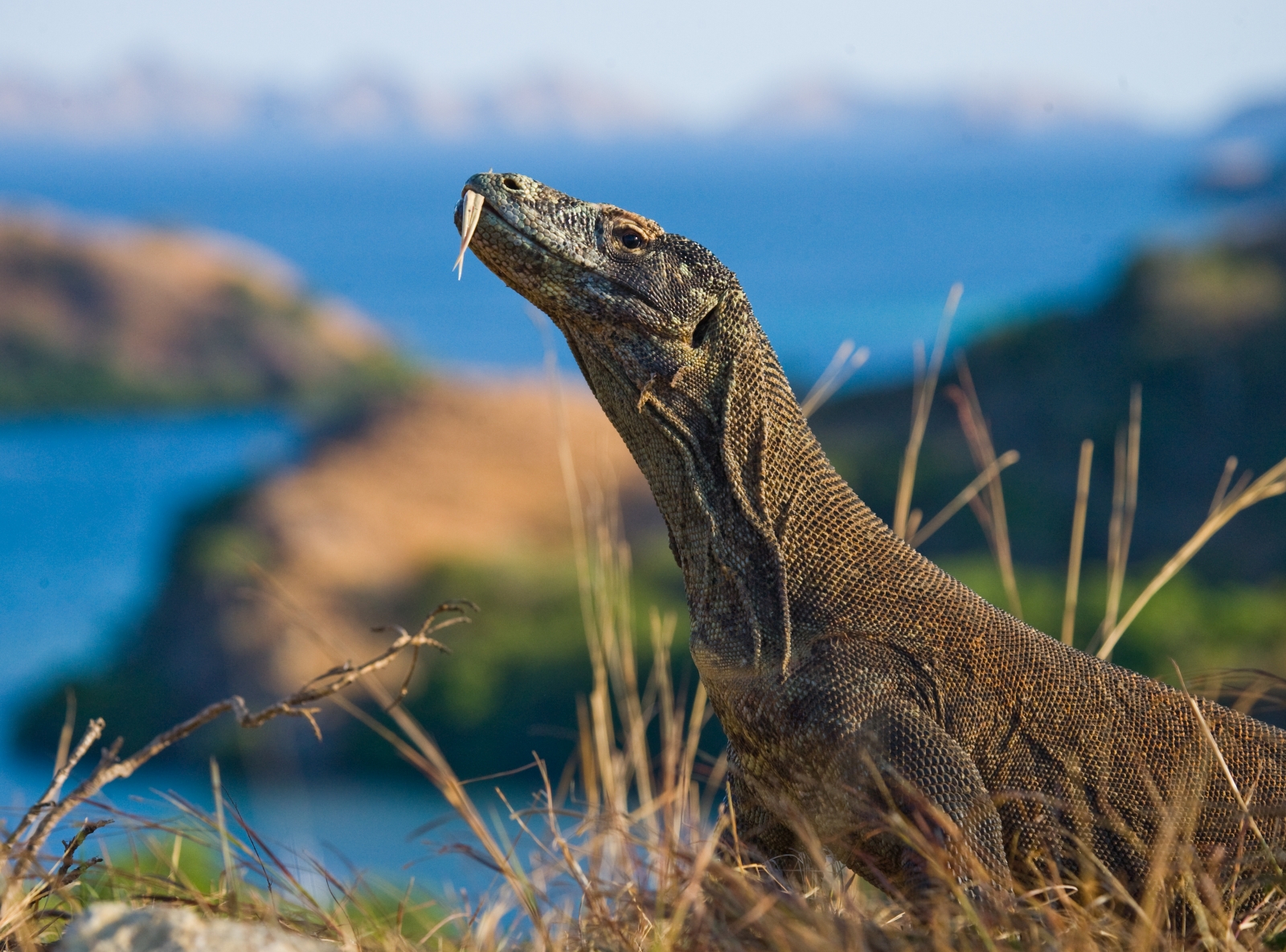 Komodo Dragon with Komodo Islands in the background, in Indonesia
