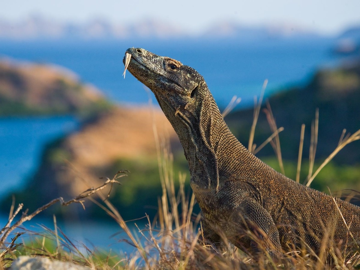Komodo Dragon with Komodo Islands in the background, in Indonesia