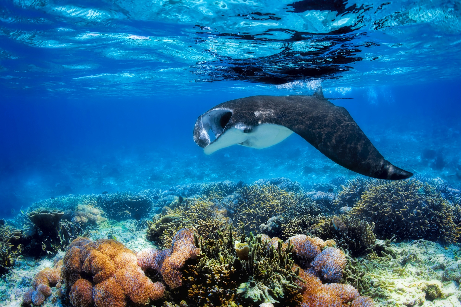 Manta Ray at coral in Indonesia