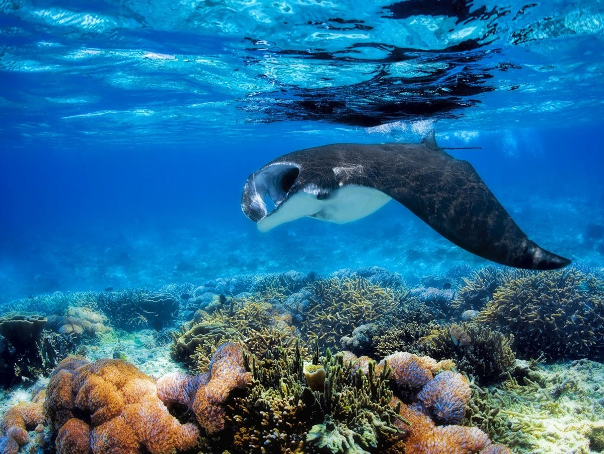 Manta Ray at coral in Indonesia