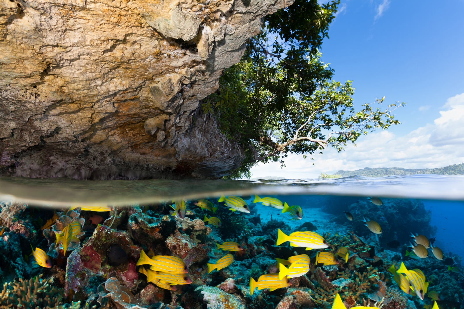 Underwater in Raja Ampat in Indonesia