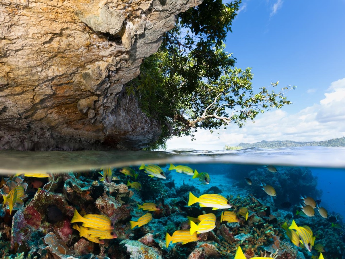 Underwater in Raja Ampat in Indonesia