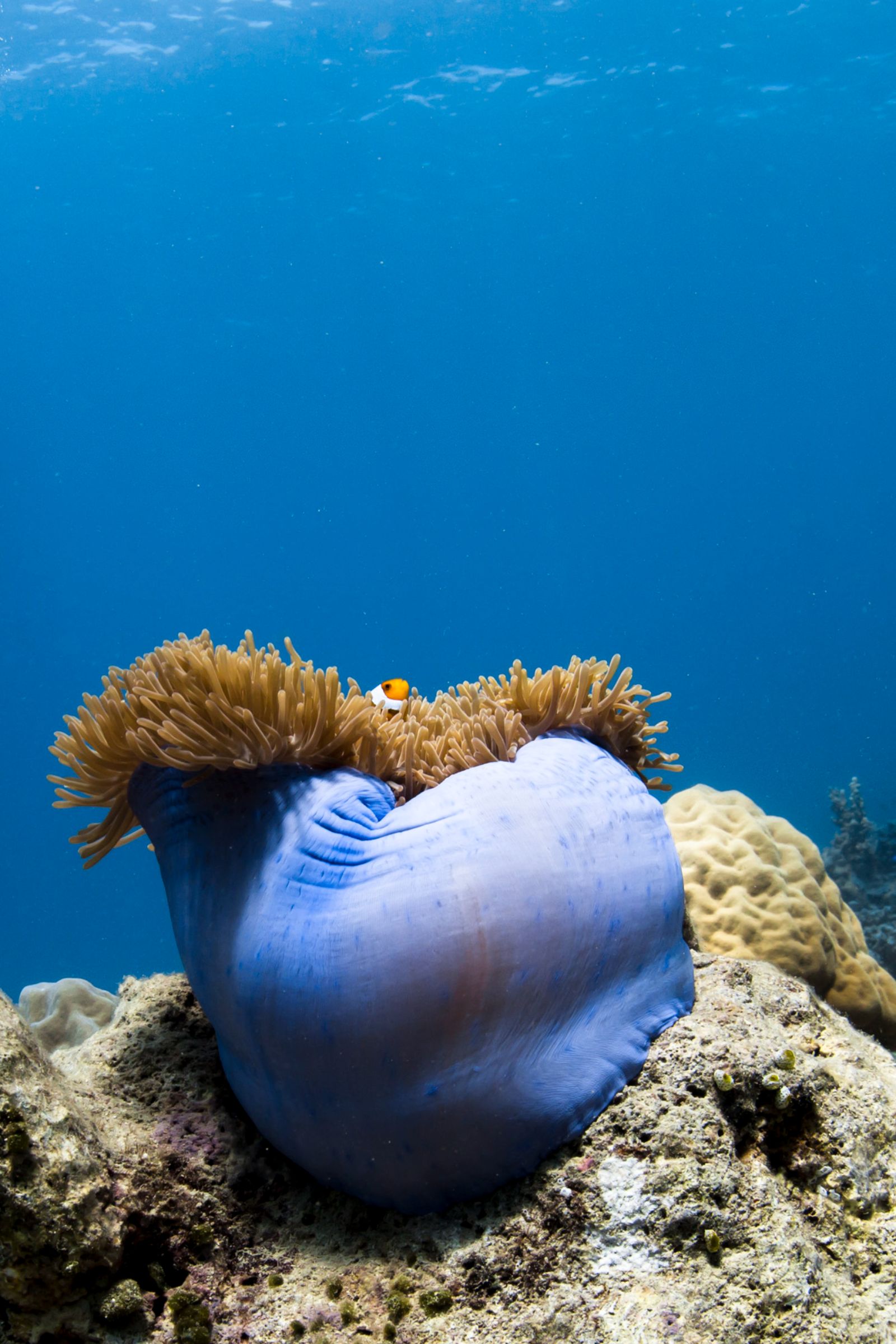 Clownfish peeping out of coral in the reef at Bawah Reserve, Indonesia