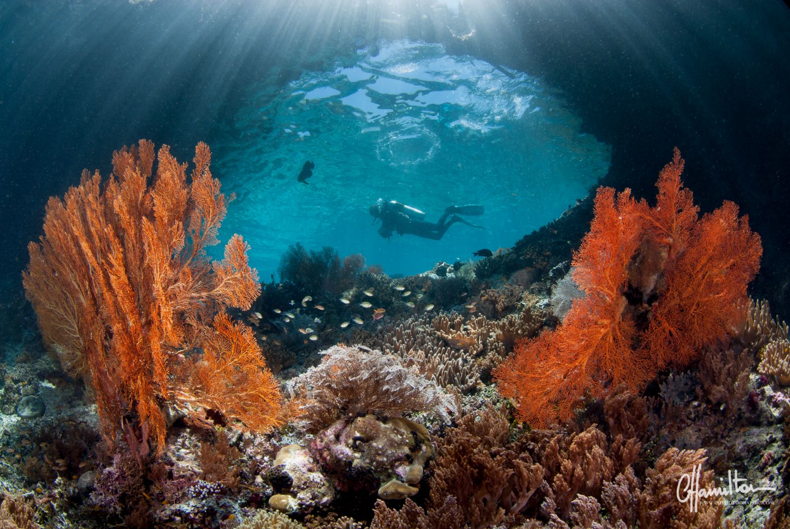 Diving and snorkelling from the Dunia Baru phinisi in Indonesia