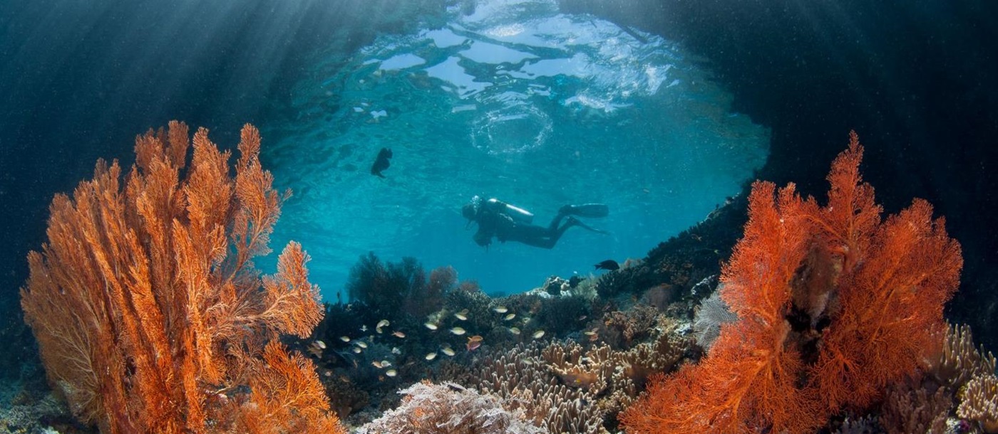 Diving and snorkelling from the Dunia Baru phinisi in Indonesia