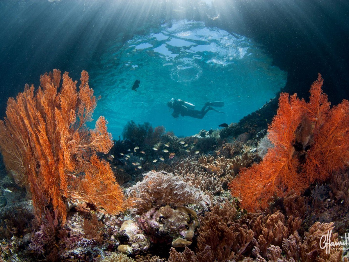Diving and snorkelling from the Dunia Baru phinisi in Indonesia