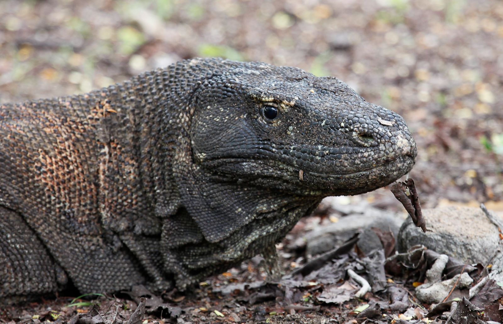 A Komodo dragon spotted near the Dunia Baru phinisi in Indonesia