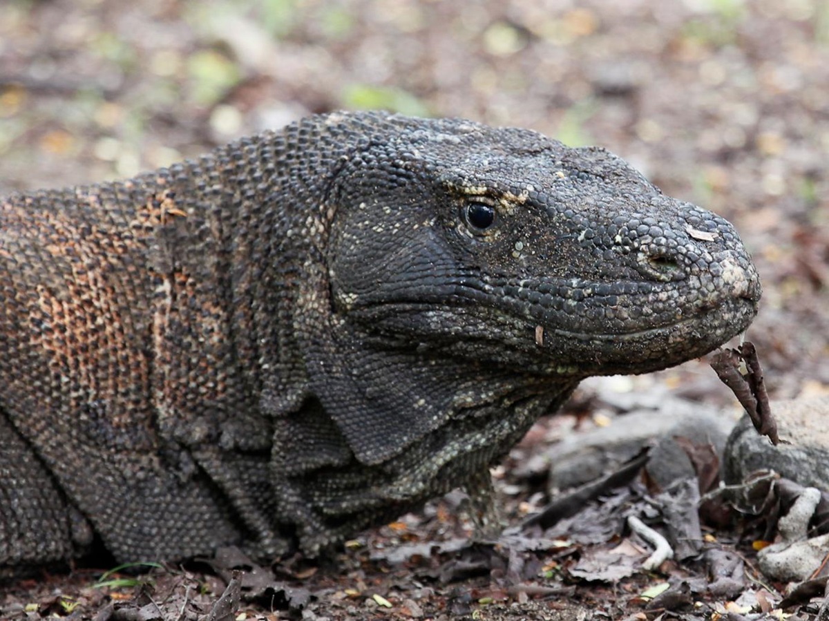 A Komodo dragon spotted near the Dunia Baru phinisi in Indonesia