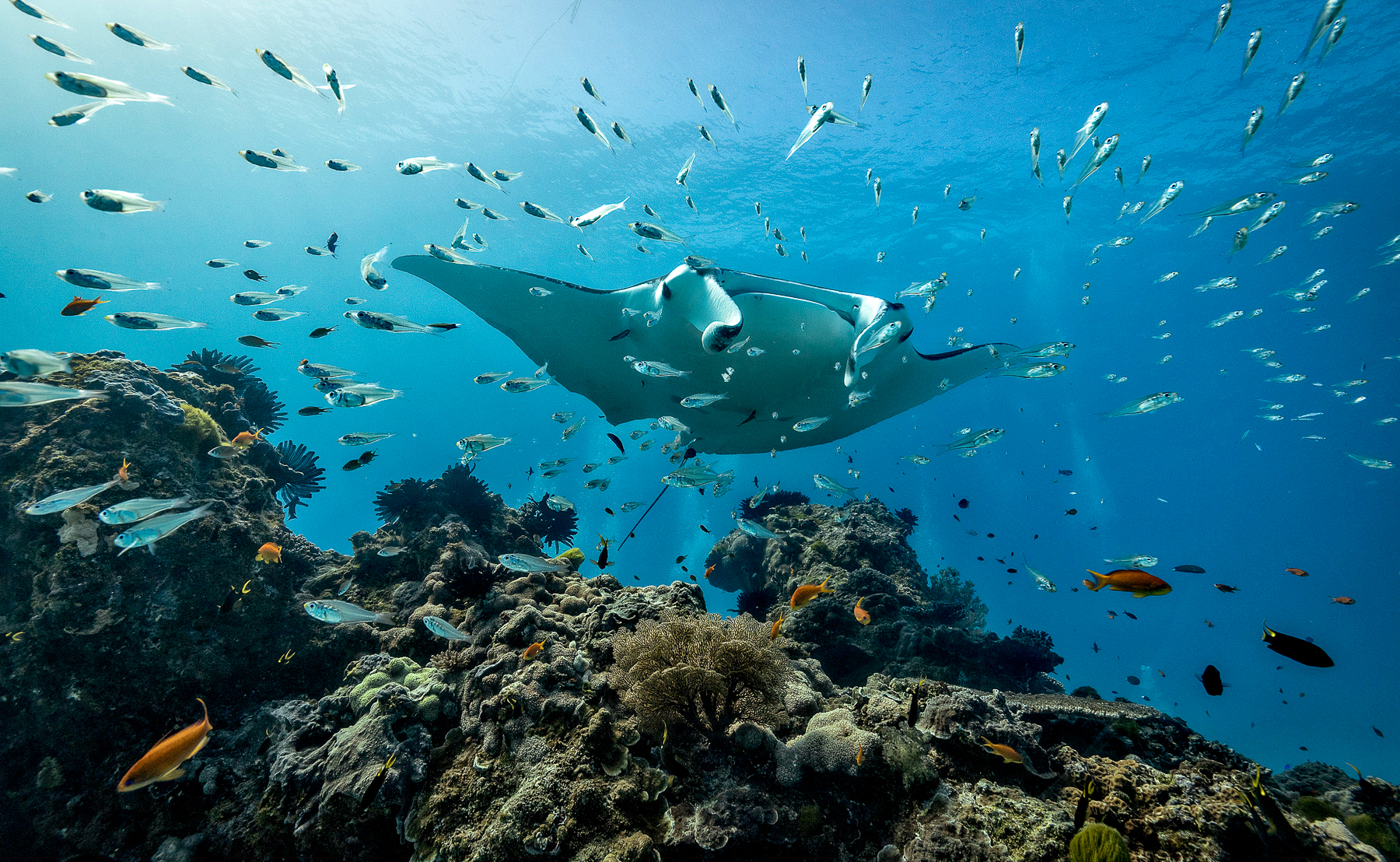 A manta ray spotted from the Fenides luxury phinisi in Indonesia