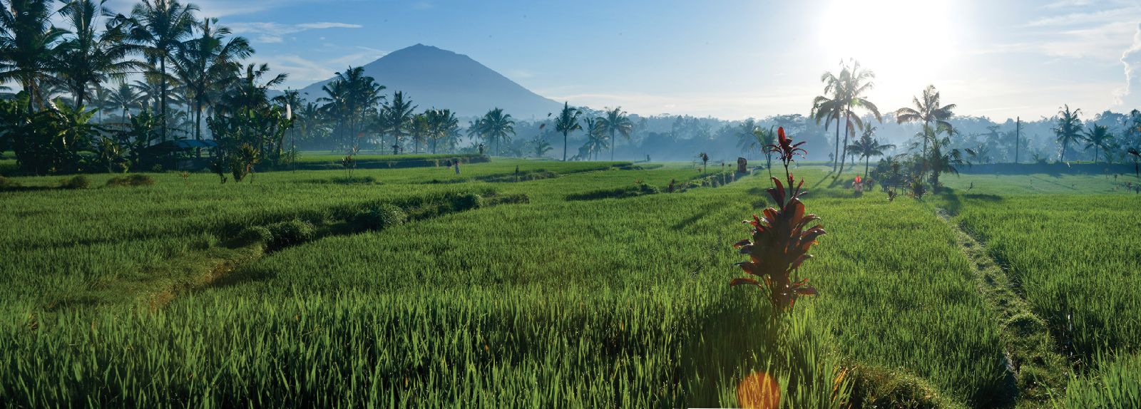 Lush rice paddies surrounding the Four Seasons Bali at Jimbaran Bay
