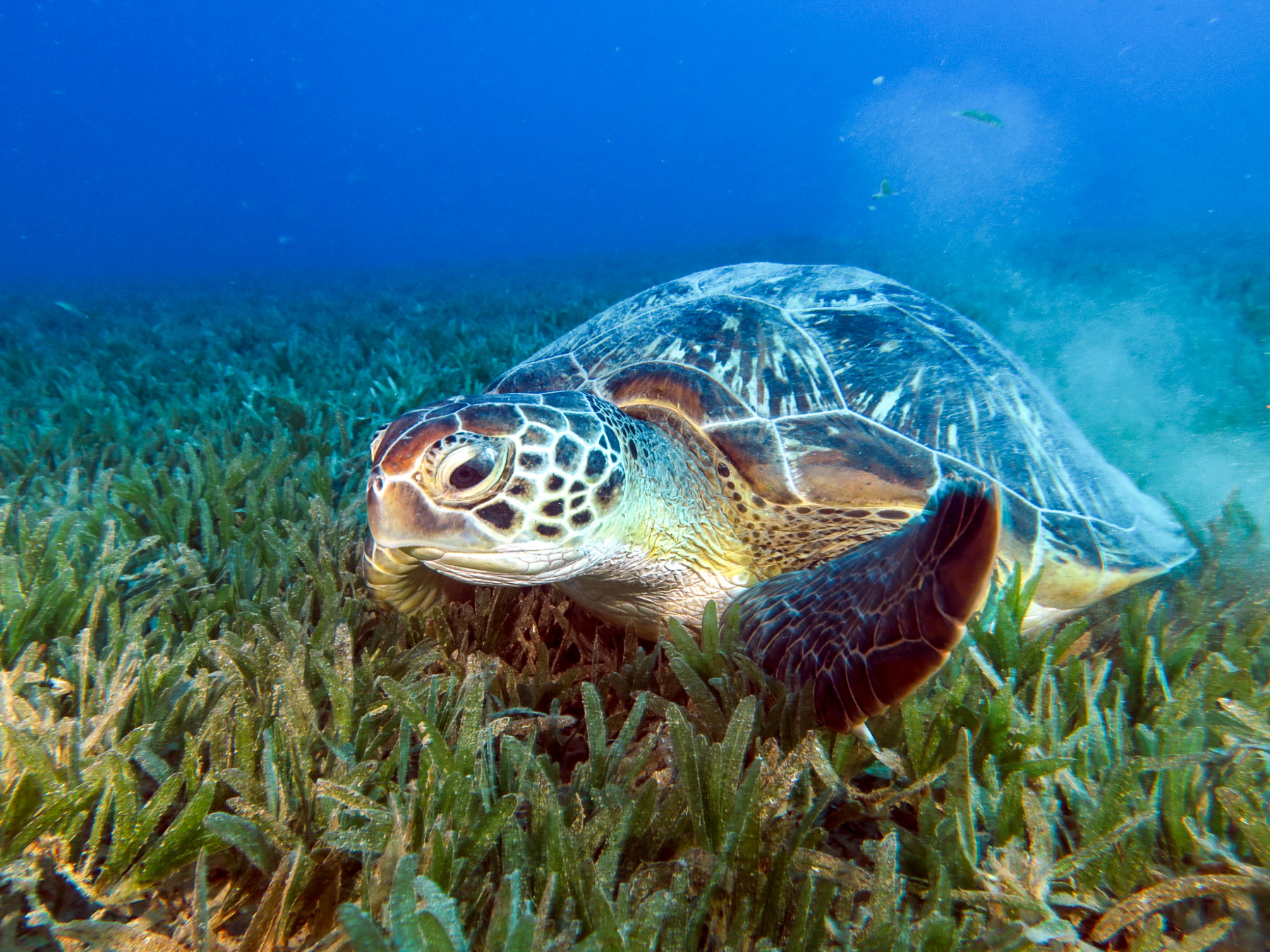 A green turtle spotted by guests of the Katharina luxury phinisi in Indonesia