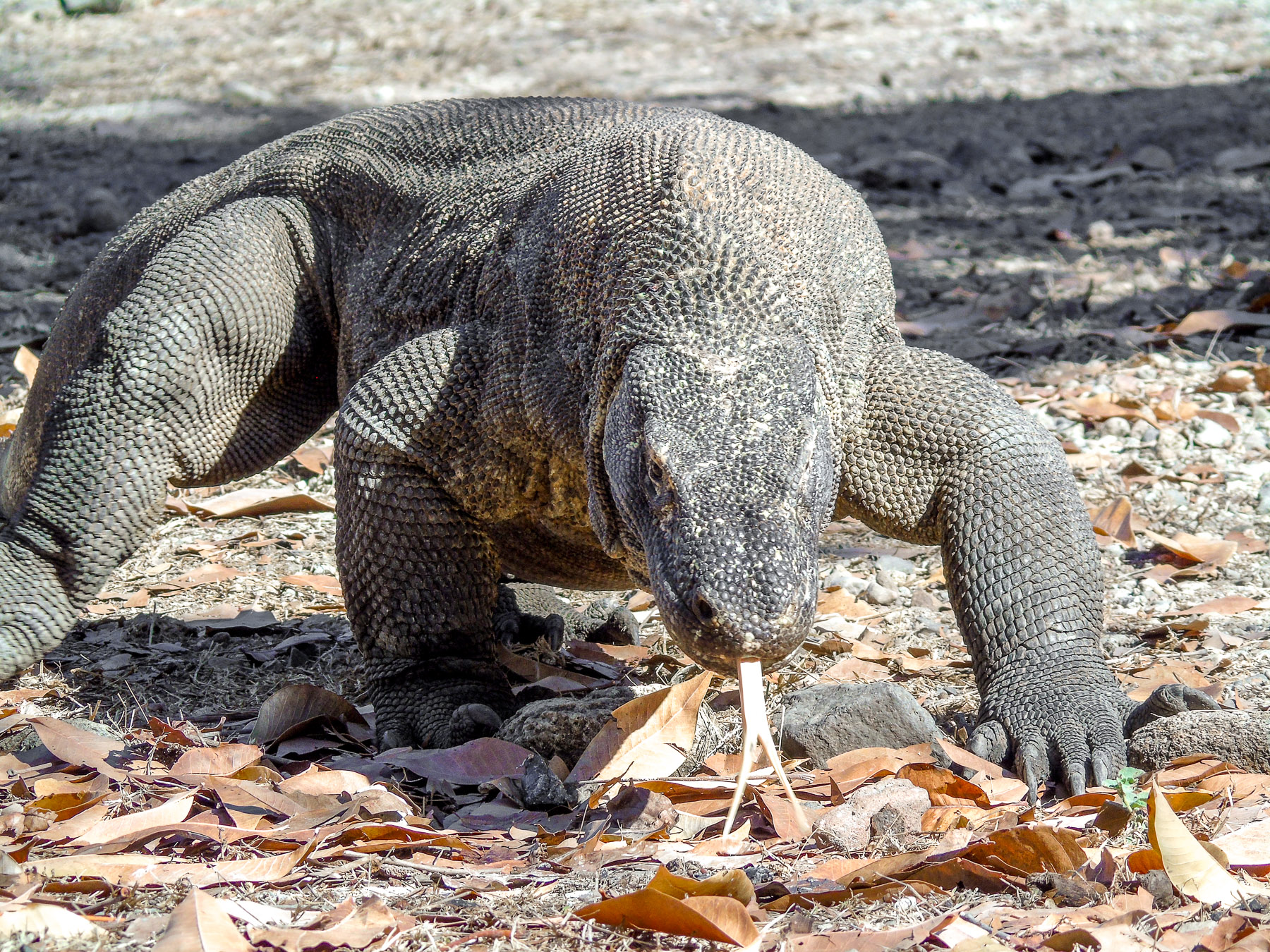 Komodo dragon spotted by guests of Katharina luxury phinisi in Indonesia