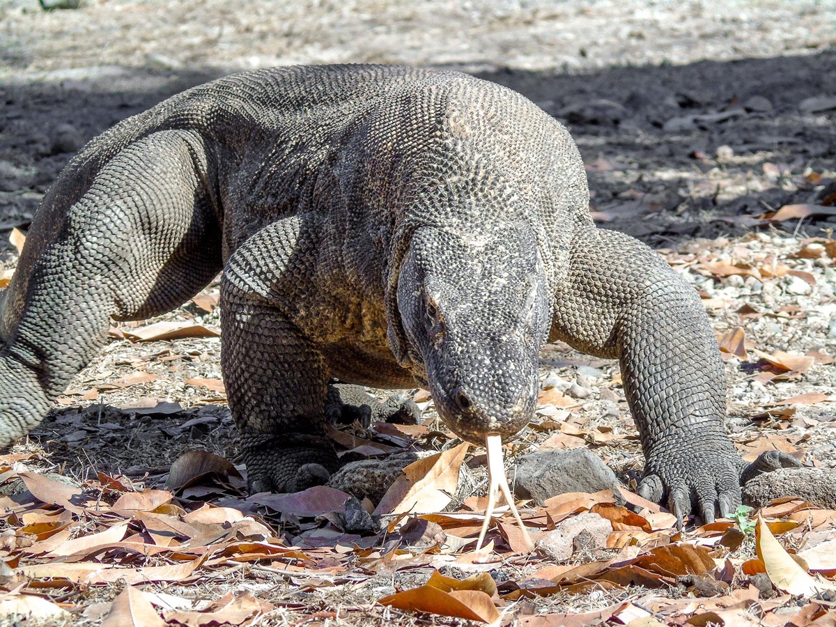 Komodo dragon spotted by guests of Katharina luxury phinisi in Indonesia