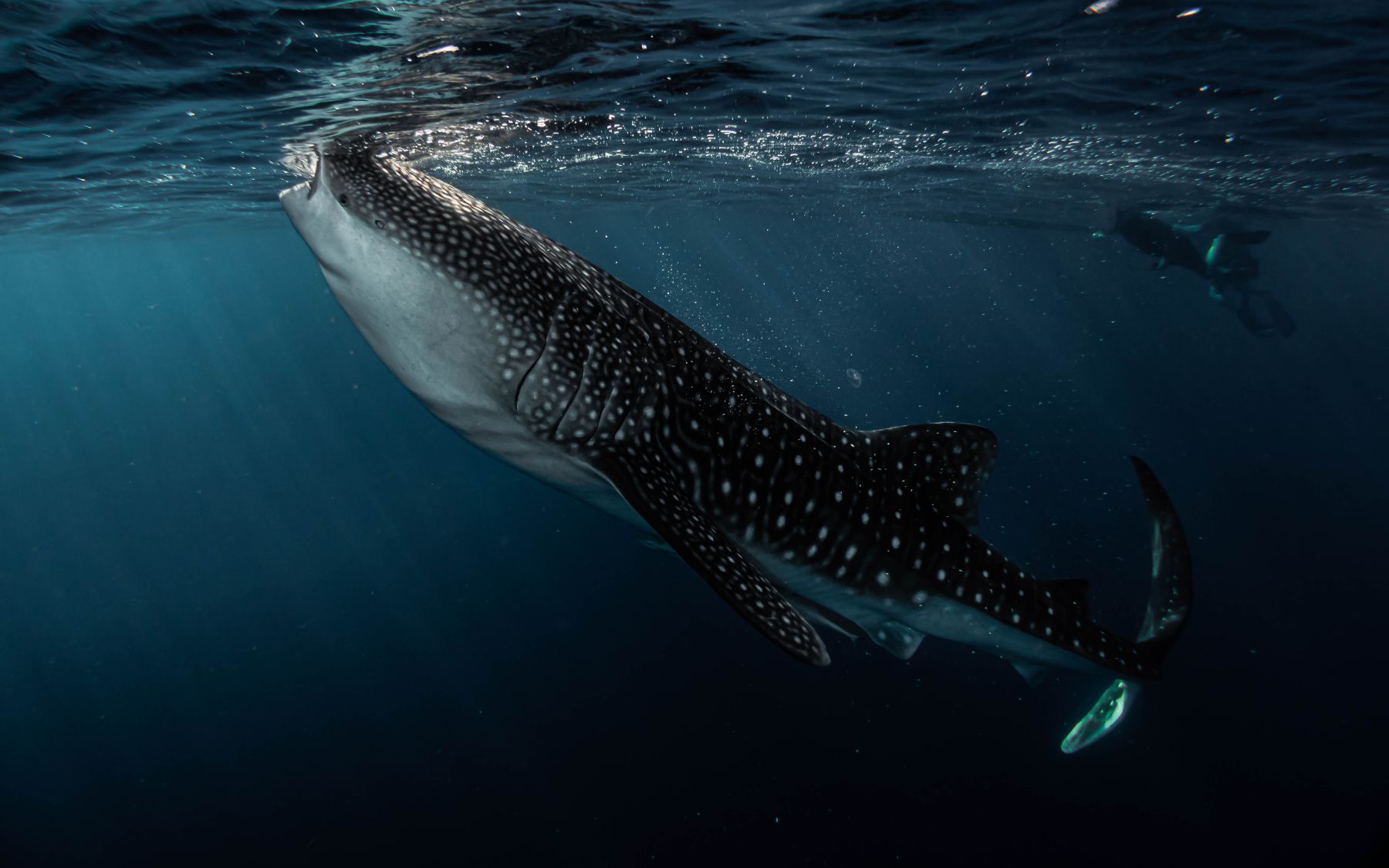 Whale shark spotted from the Kudanil Explorer in Indonesia