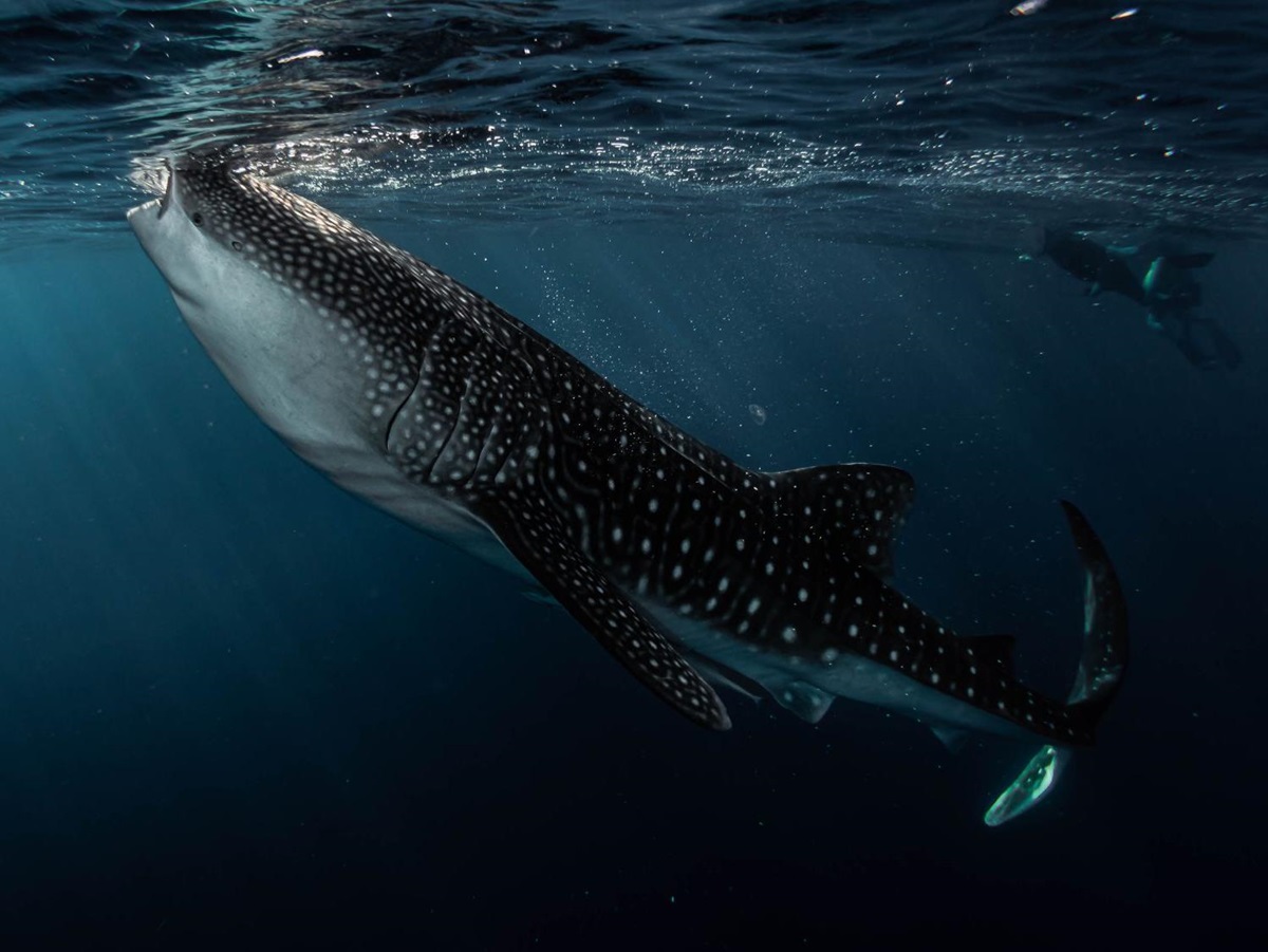 Whale shark spotted from the Kudanil Explorer in Indonesia