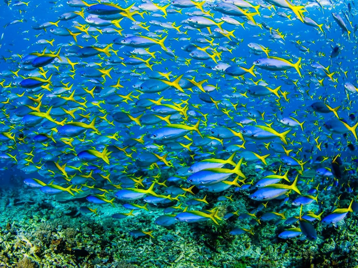 Fish spotted whilst diving at Misool in Raja Ampat
