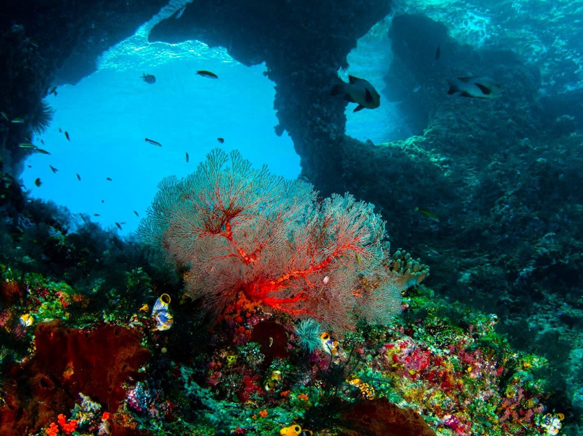 Coral reef spotted at Misool in Raja Ampat