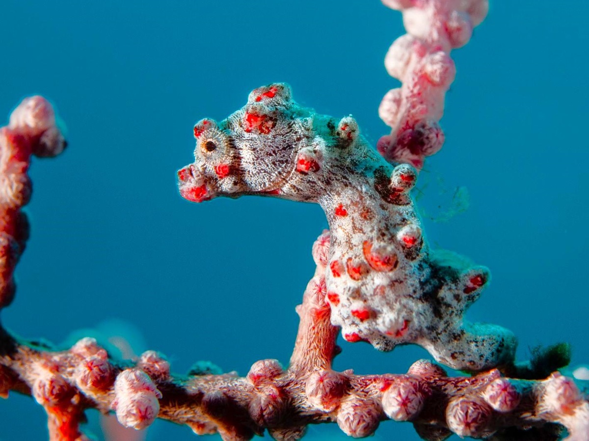 Seahorse spotted on the reef at Misool in Raja Ampat