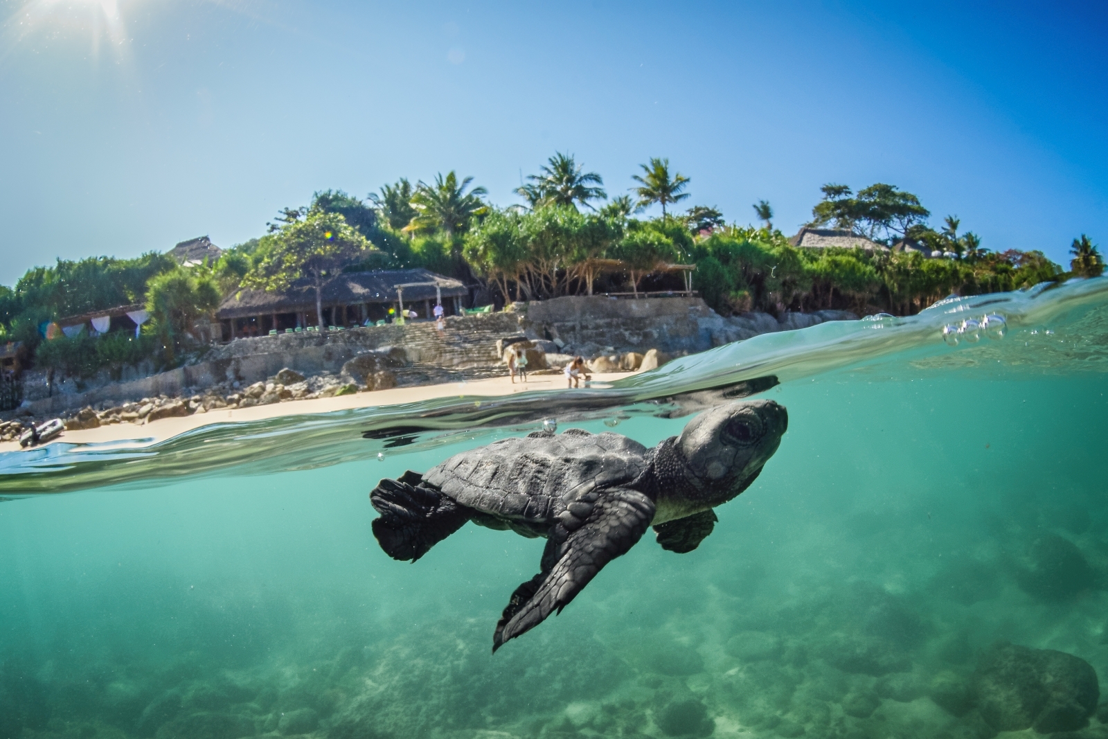 Baby Turtle underwater at Nihi Sumba Indonesia