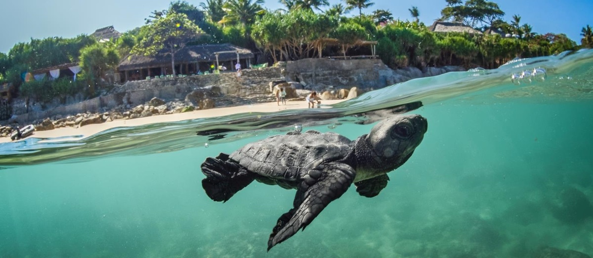 Baby Turtle underwater at Nihi Sumba Indonesia