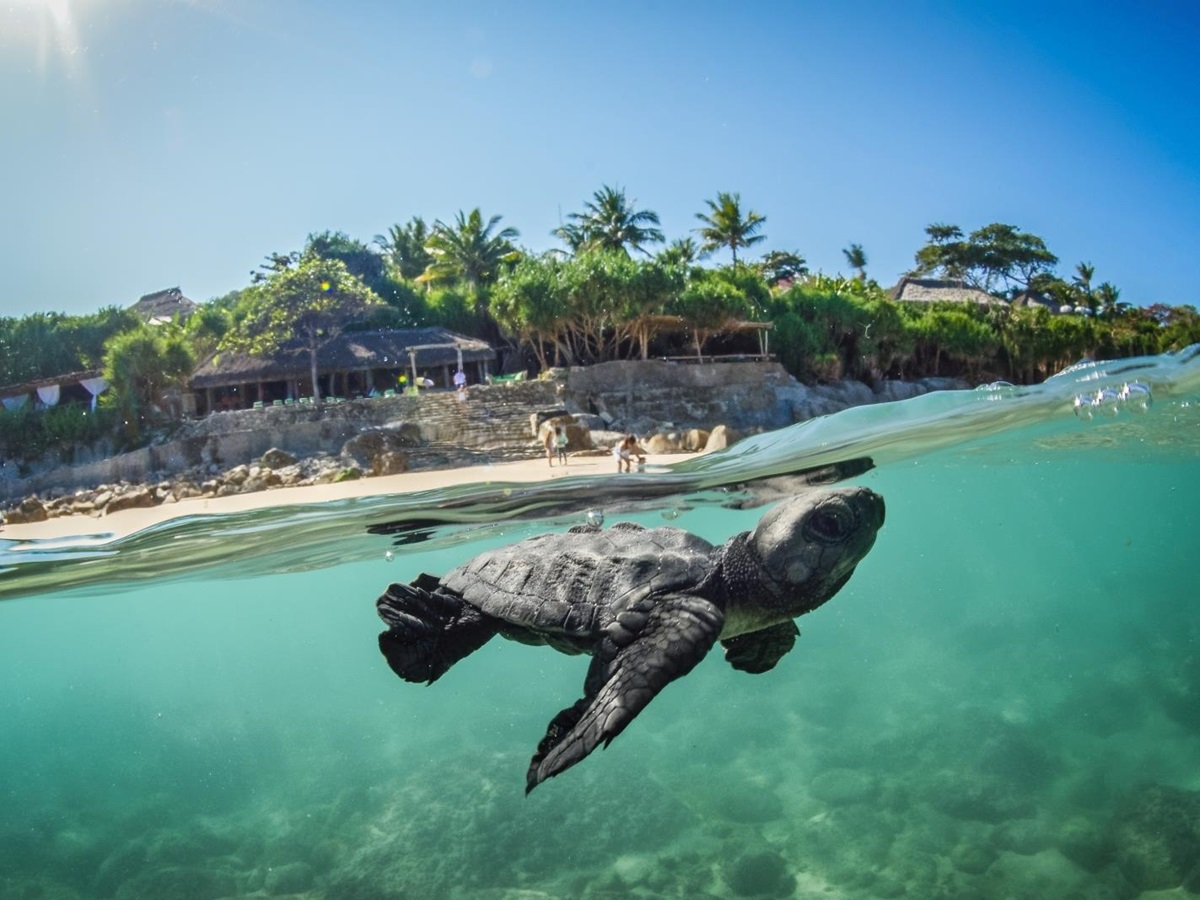 Baby Turtle underwater at Nihi Sumba Indonesia