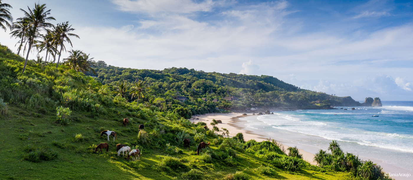 Horses grazing on the grounds of NIHI Sumba in Indonesia