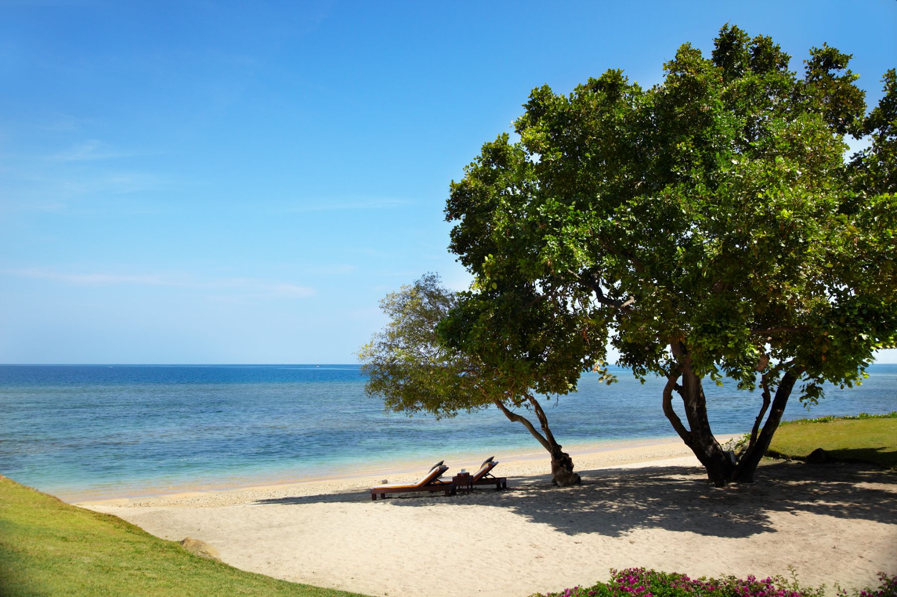 Tree and golden sands of the private beach at The Oberoi Beach Resort Lombok