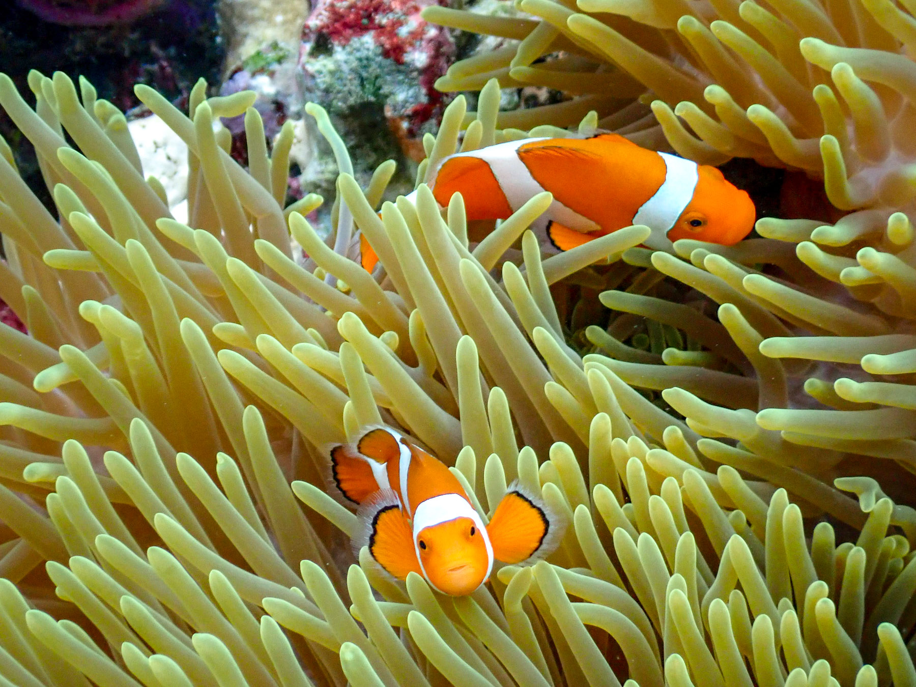 Clown fish spotted by guests of Ombak Putih in Indonesia