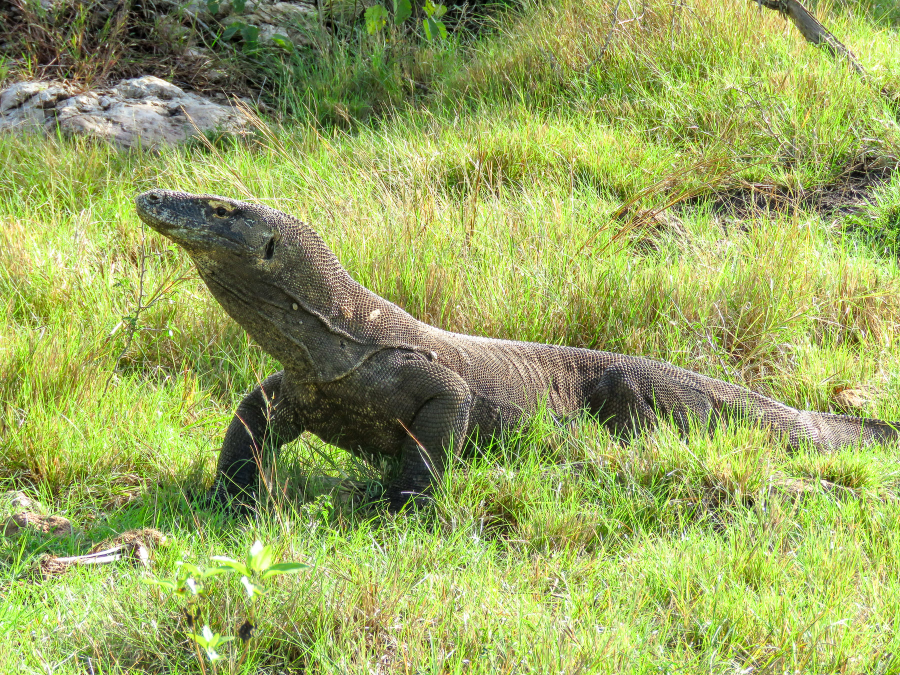 A Komodo Dragon spotted by guests of Ombak Putih in Indonesia