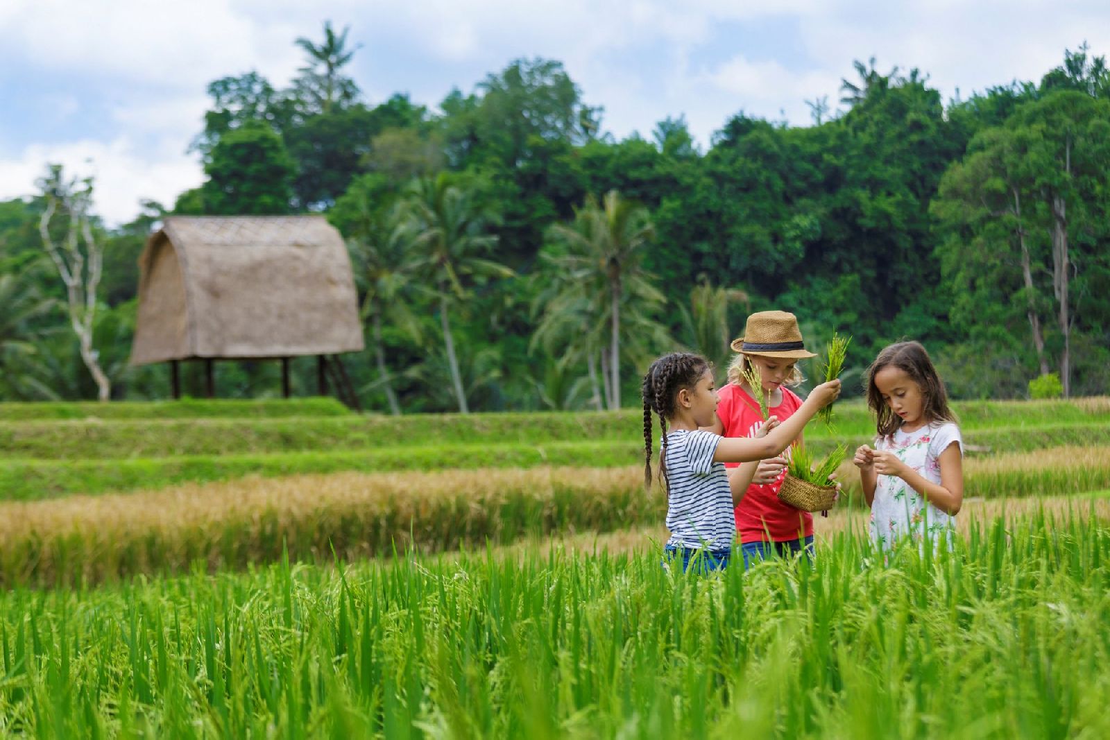 Children playing in the rice paddies near the Ritz Carlton Mandapa Indonesia