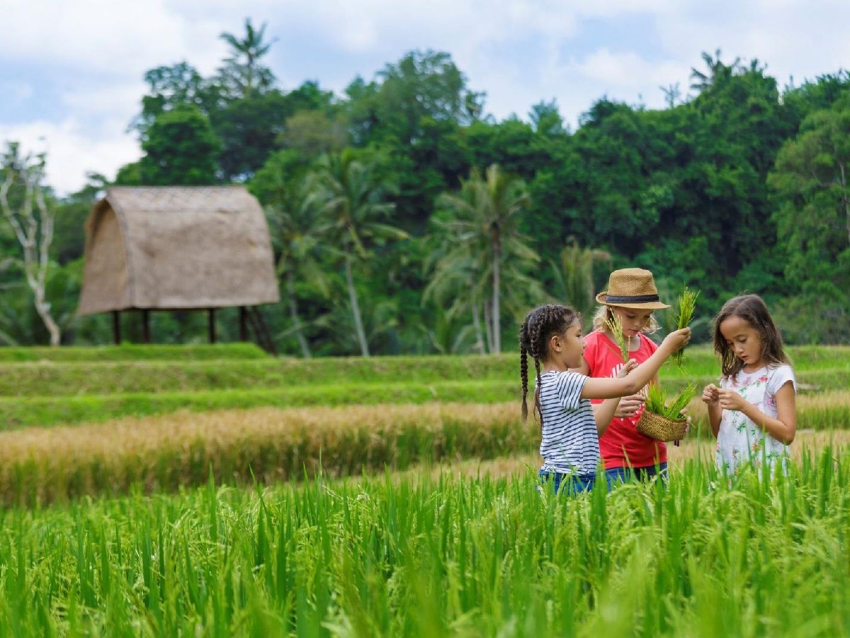 Children playing in the rice paddies near the Ritz Carlton Mandapa Indonesia