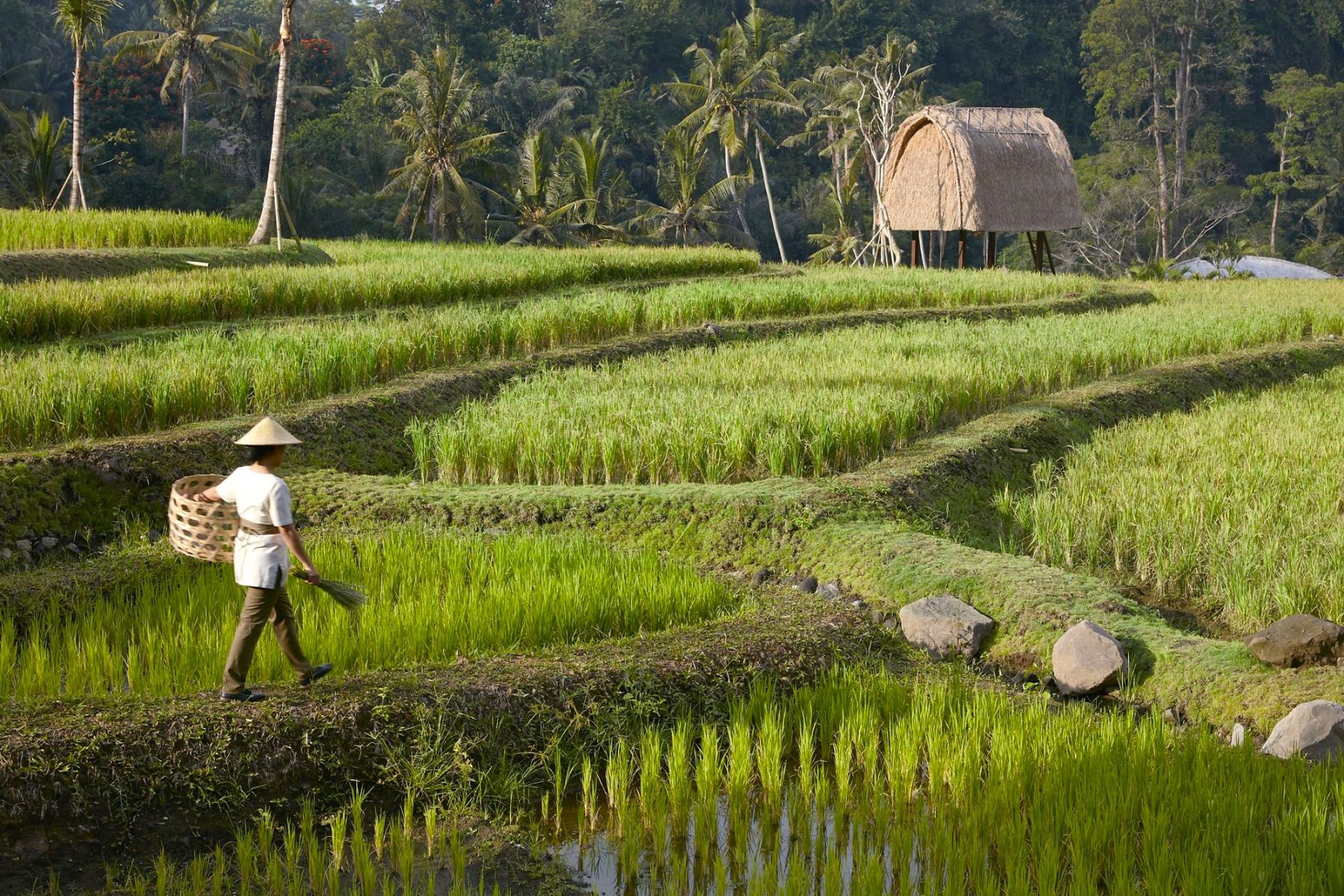 Ritz-Carlton Mandapa rice fields