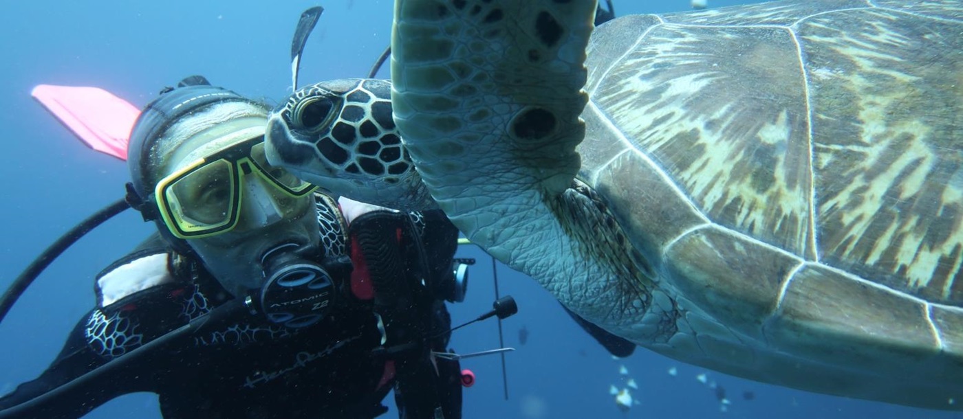 Diver underwater at hotel Siladen in Indonesia up close to a turtle