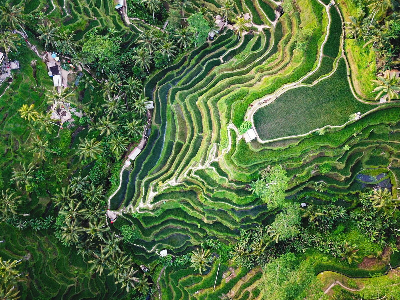 Aerial view of lush green rice terraces in Bali Indonesia