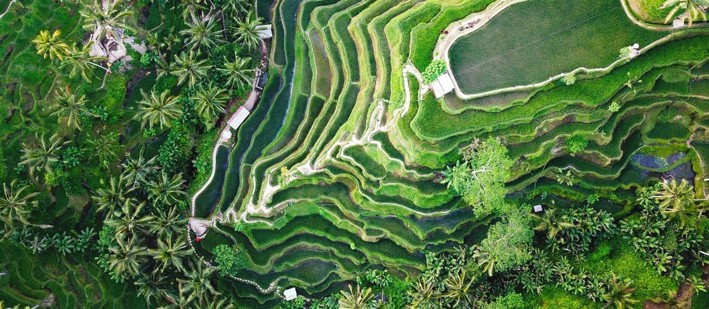 Aerial view of lush green rice terraces in Bali Indonesia