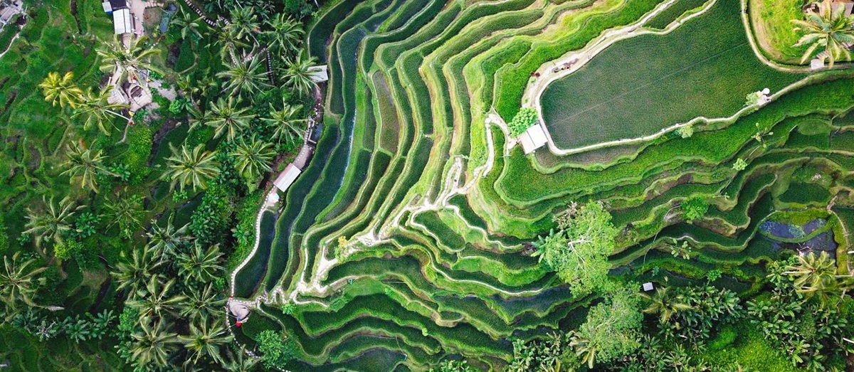 Aerial view of lush green rice terraces in Bali, Indonesia