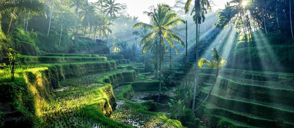 Beautiful scenery of jungle and rice terraces in Ubud, Bali