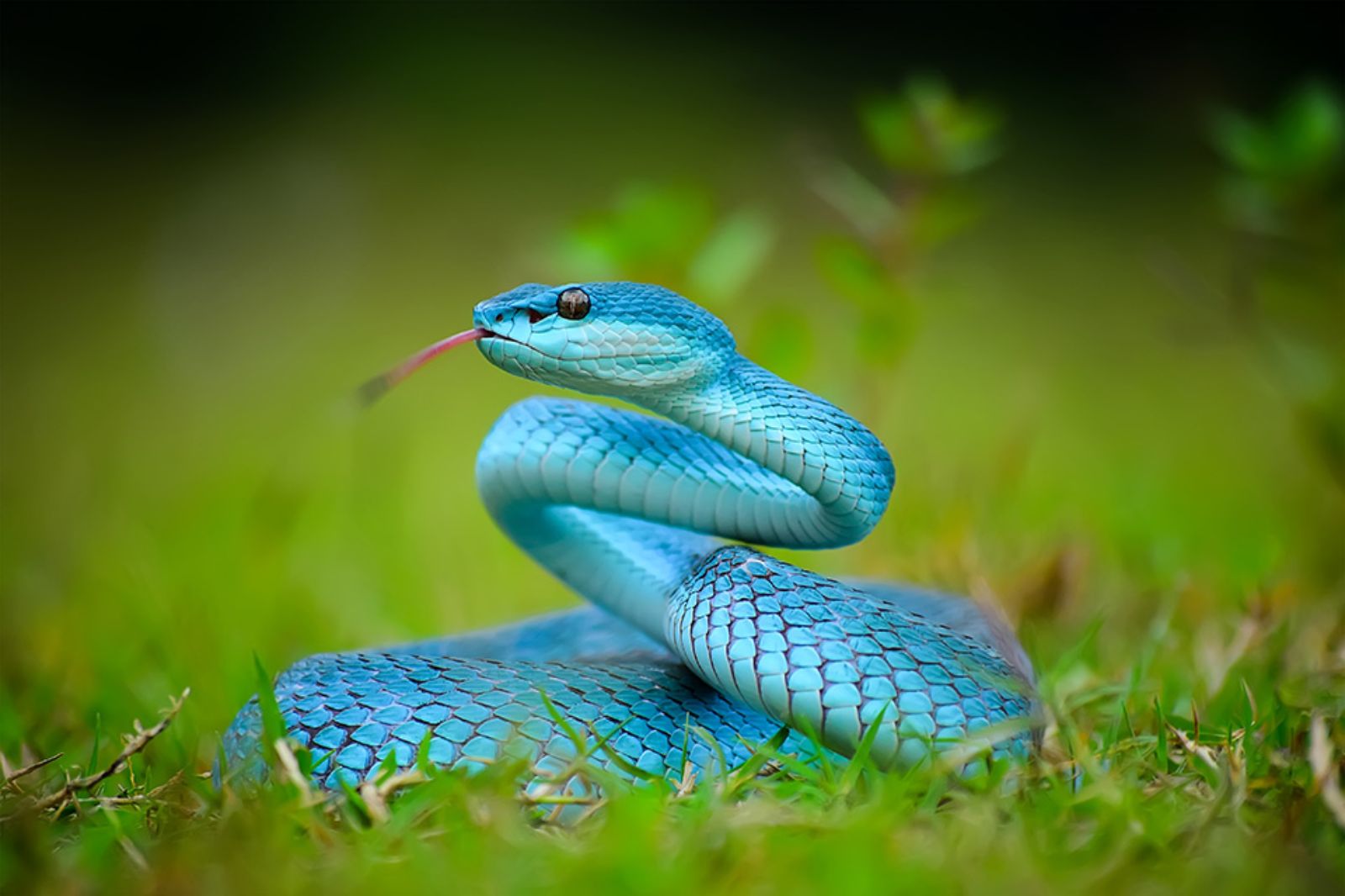 Blue pit viper on the Komodo Islands in Indonesia