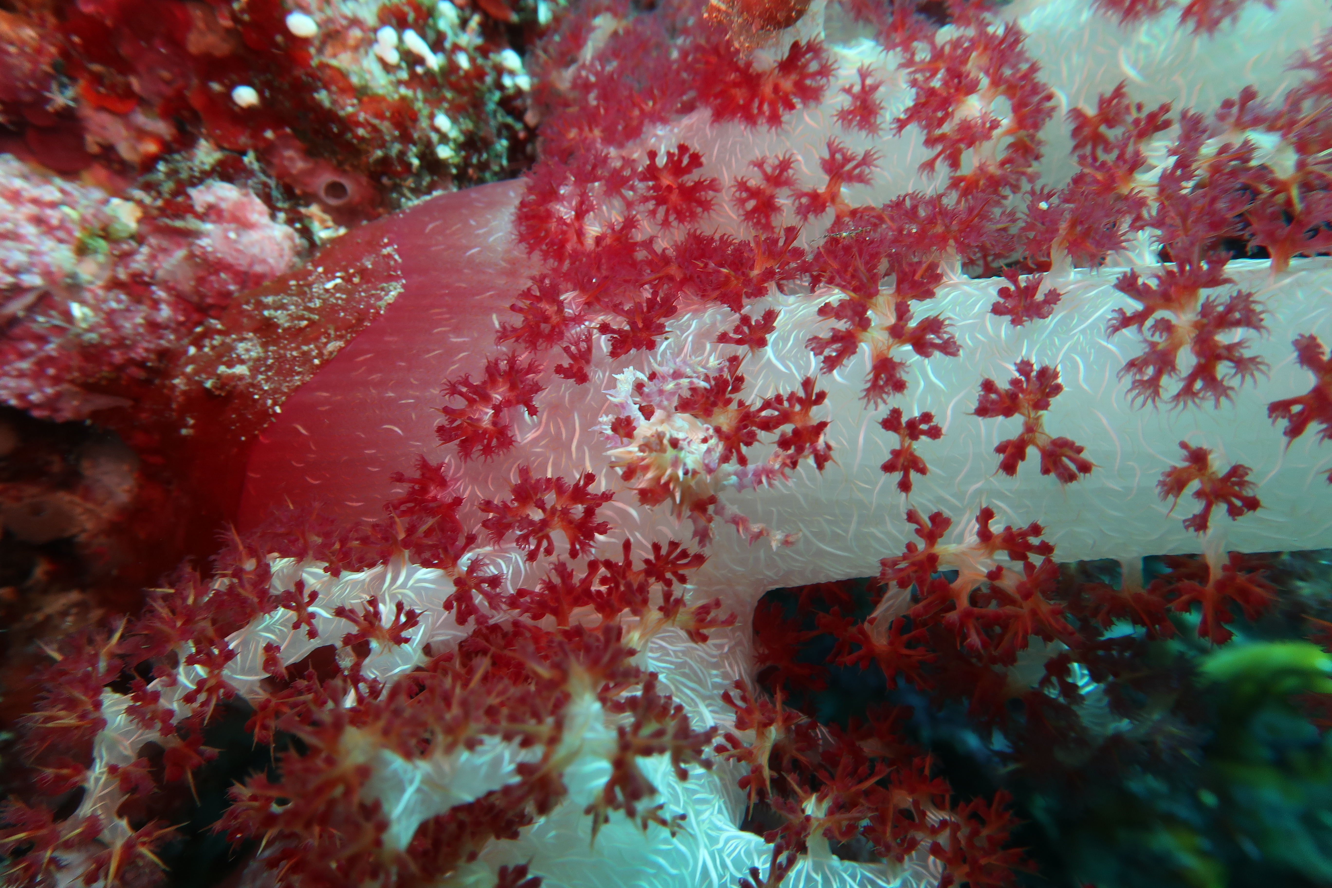 Bright pink fish underwater by the reef