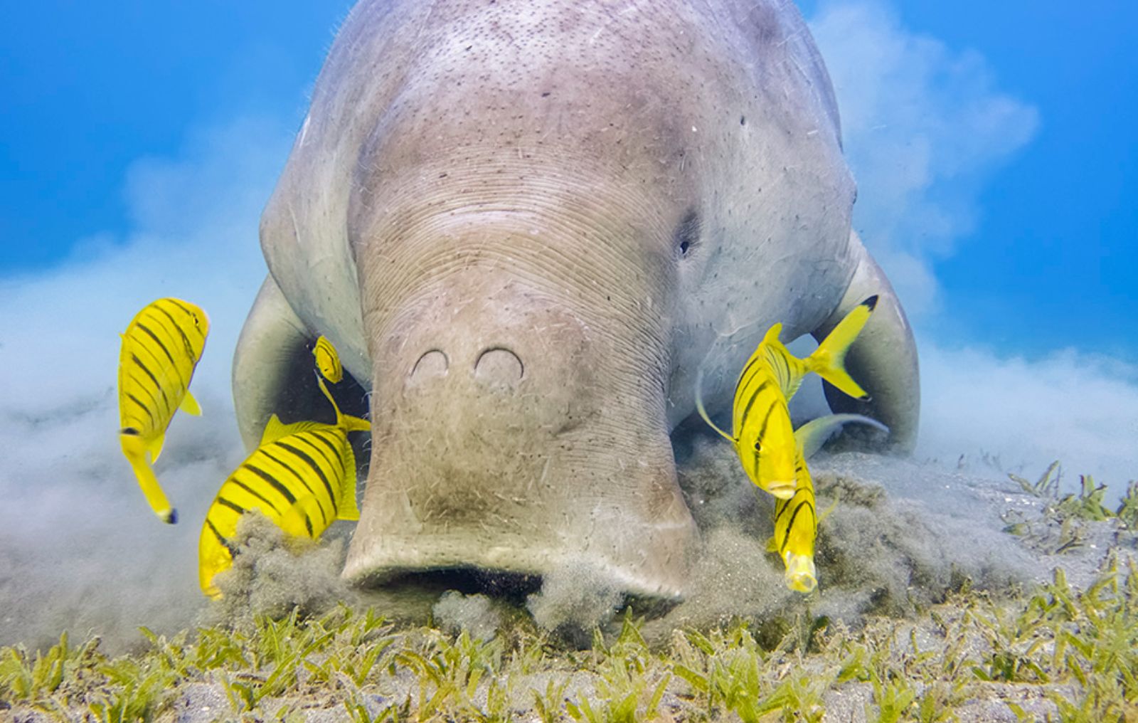 A dugong in the waters surrounding Indonesia's Komodo Islands