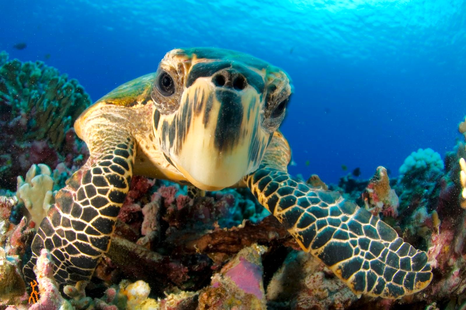 Hawksbill turtle spotted on a reef in Raja Ampat (Ultimate Indonesian Yachts)