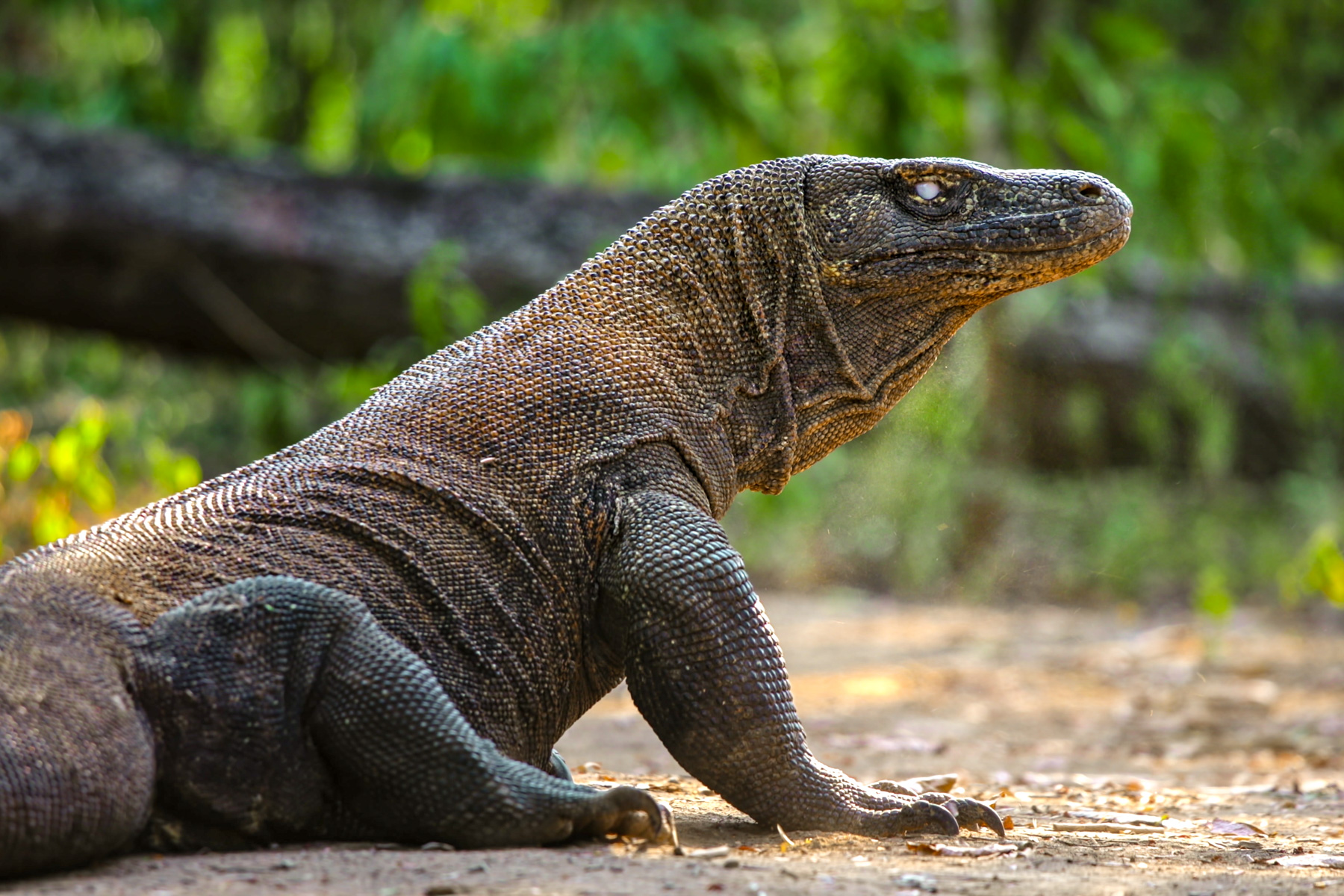 A komodo dragon seen on the Komodo Islands of Indonesia