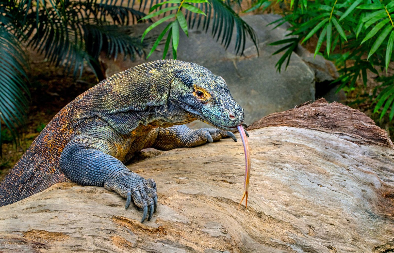 Komodo dragon in the Komodo islands in Indonesia