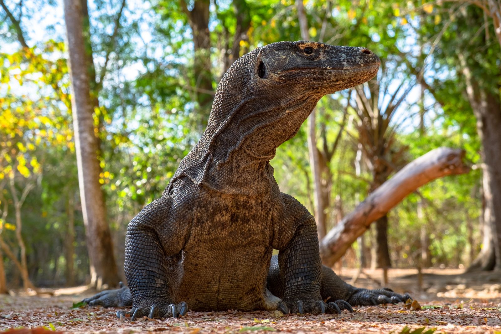 A Komodo dragon native to Komodo in Indonesia