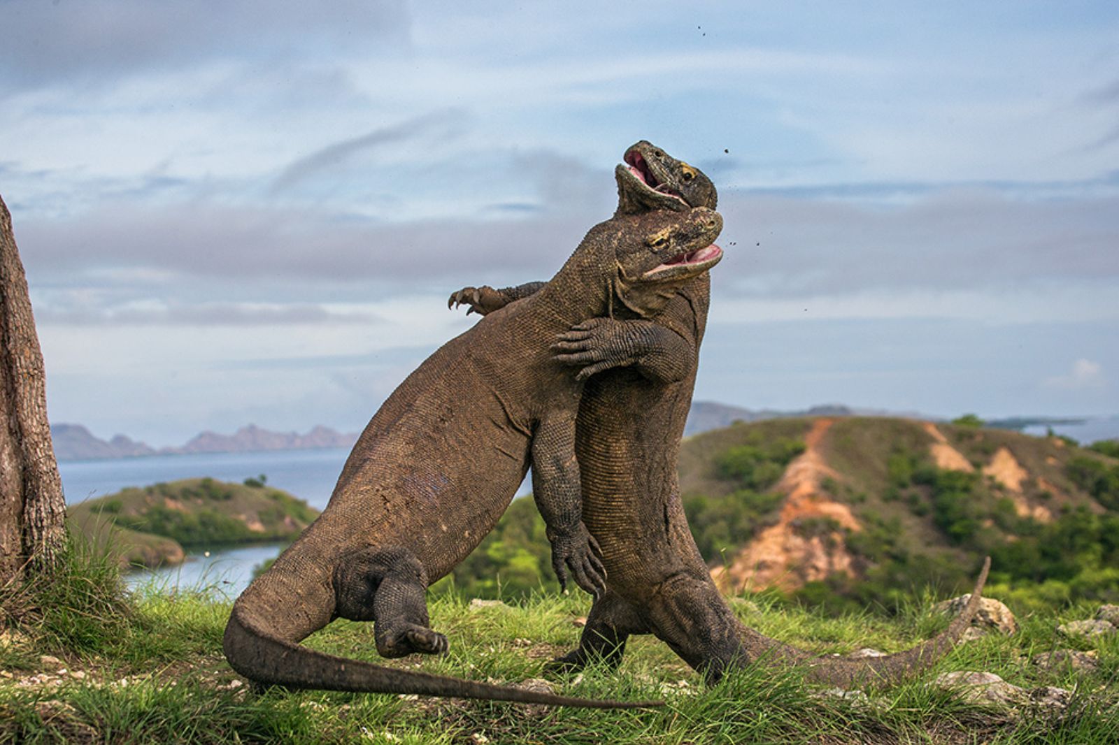 Komodo dragons sparring on the Komodo Islands in Indonesia