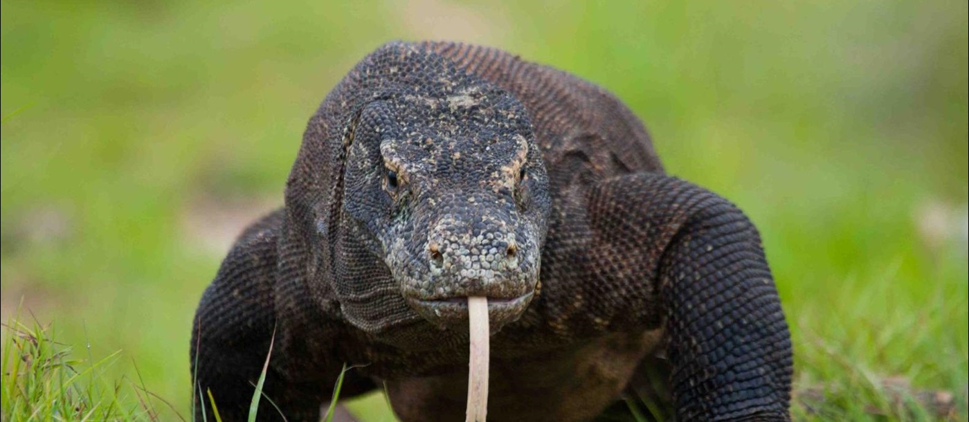 A Komodo dragon spotted in Indonesia