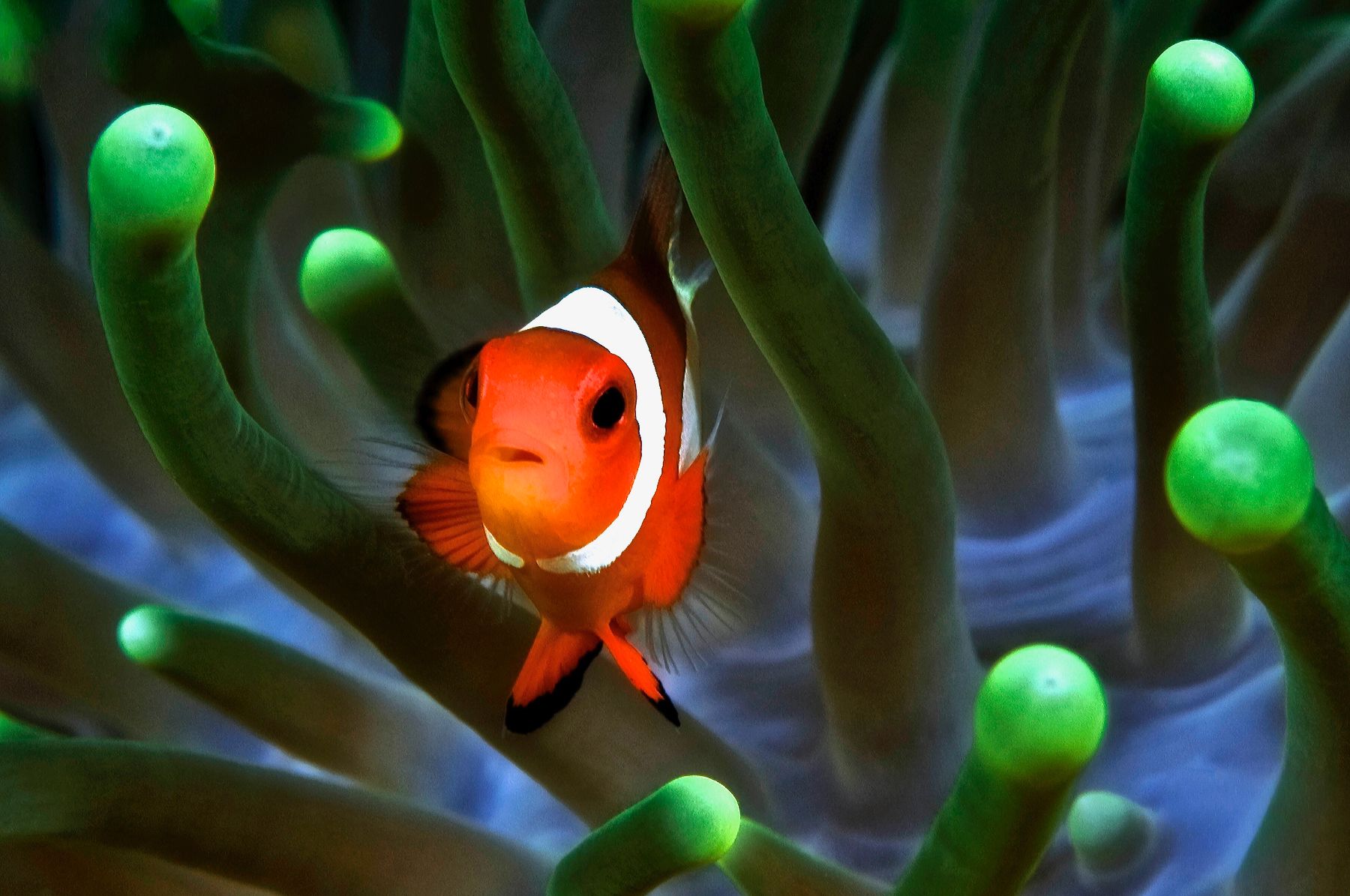 A clownfish spotted while diving at Kura Kura Resort in Indonesia