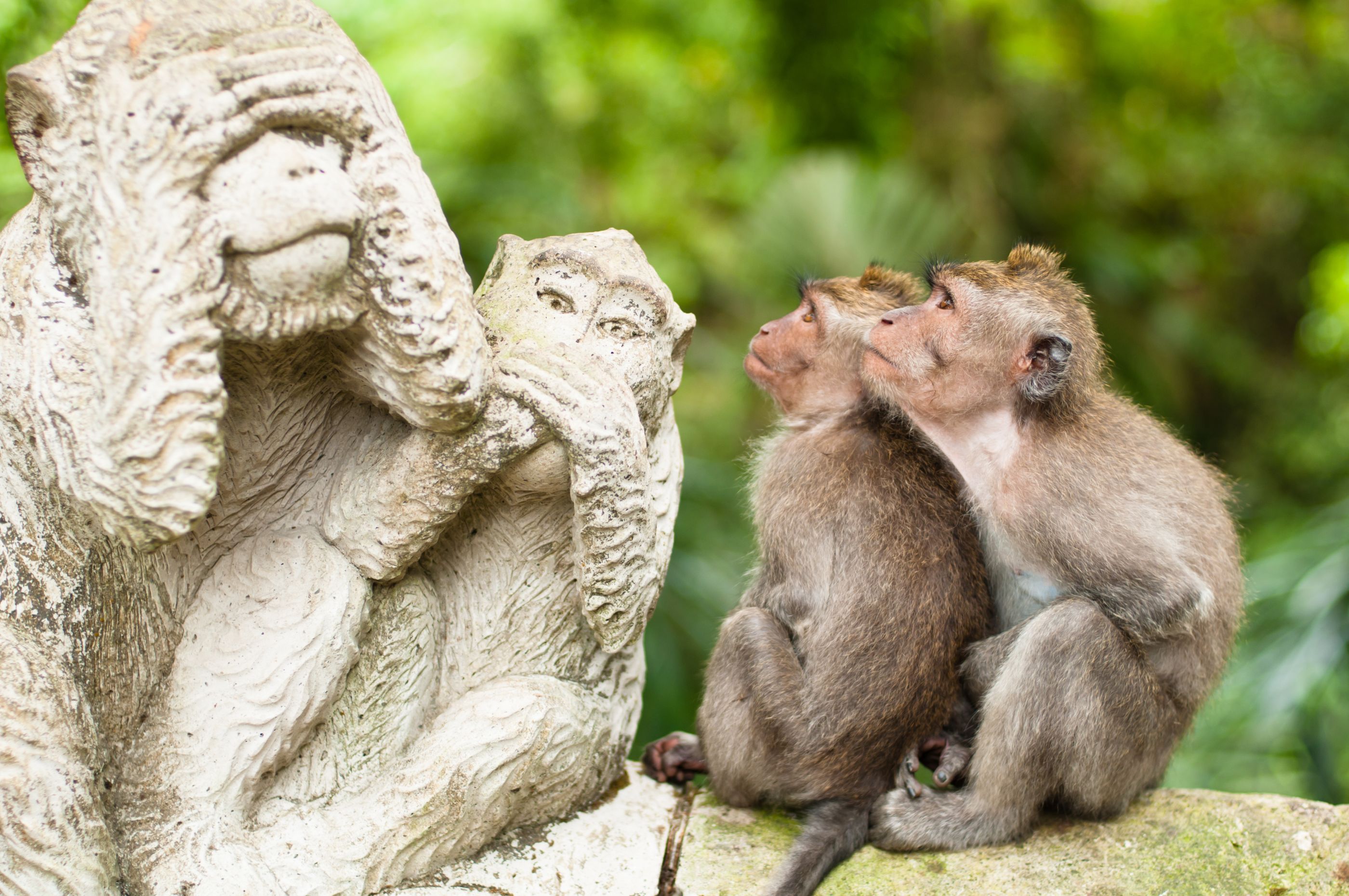 Macaques sacred monkey forest seen in Ubud Bali, Indonesia