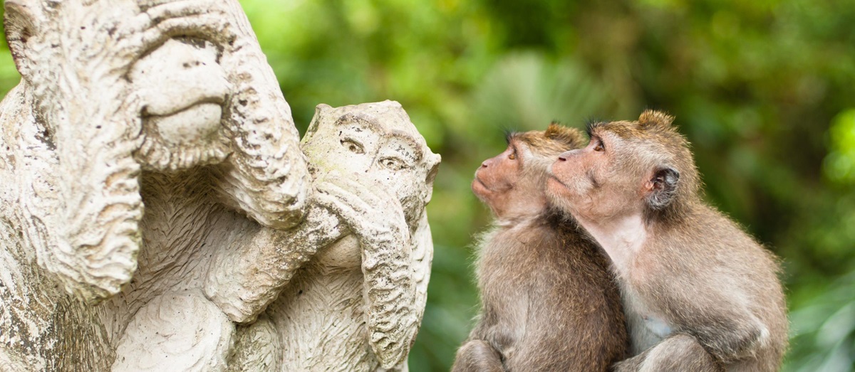 Macaques sacred monkey forest seen in Ubud, Bali